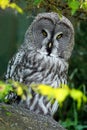 Owl hiden in the forest. Great grey owl, Strix nebulosa, sitting on old tree trunk with grass, portrait with yellow eyes. Animal Royalty Free Stock Photo