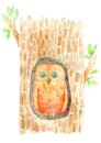 Owl in the hollow.