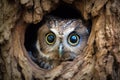 Owl in the hollow of a tree looking out of the hole, A curious owl with wide eyes peeping from the hollow of an ancient tree, AI Royalty Free Stock Photo