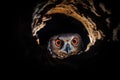 owl hooting from a hollow in a tree at night