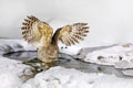 Owl hunting in cold water. Wildlife scene from winter in Hokkaido, Japan. River bird with open wings. Blakiston`s fish owl, Bubo