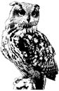 Owl illustration in black on white background