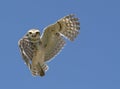 Owl indicating right Royalty Free Stock Photo