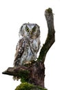 Owl isolated on white background. Boreal owl, Aegolius funereus, perched on rotten branch. Typical small owl with big yellow eyes Royalty Free Stock Photo