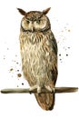 Owl on an isolated white background, watercolor illustration. Eagle owl