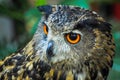 Owl in Japan taken at an owl cafe. Royalty Free Stock Photo