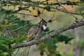 An Owl just woke up