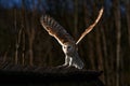 Owl landing fly with open wings. Barn Owl, Tyto alba, flight above red grass in the morning. Wildlife bird scene from nature. Cold Royalty Free Stock Photo