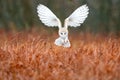 Owl landing fly with open wings. Barn Owl, Tyto alba, flight above red grass in the morning. Wildlife bird scene from nature. Cold