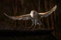 Owl landing fly with open wings. Barn Owl, Tyto alba, flight above red grass in the morning. Wildlife bird scene from nature. Cold Royalty Free Stock Photo