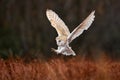 Owl landing fly with open wings. Barn Owl, Tyto alba, flight above red grass in the morning. Wildlife bird scene from nature. Cold