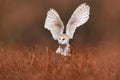 Owl landing fly with open wings. Barn Owl, Tyto alba, flight above red grass in the morning. Wildlife bird scene from nature. Cold Royalty Free Stock Photo