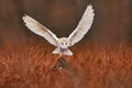 Owl landing fly with open wings. Barn Owl, Tyto alba, flight above red grass in the morning. Wildlife bird scene from nature. Cold Royalty Free Stock Photo