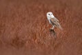 Owl landing fly with open wings. Barn Owl, Tyto alba, flight above red grass in the morning. Wildlife bird scene from nature. Cold Royalty Free Stock Photo