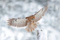 Owl landing on tree trunk. Winter forest with Tawny Owl snow during winter, snowy forest in background, nature habitat. Wildlife