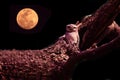 Owl with large eyes sitting on tree branch