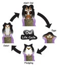 Owl Life Cycle Infographic Diagram