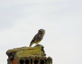 owl in a rural landscapes Royalty Free Stock Photo