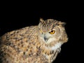 Owl looking alert Royalty Free Stock Photo