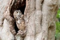 Owl looking out from a tree hollow