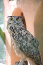 an owl looking up with its yellow open circular eyes
