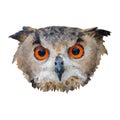 Owl Royalty Free Stock Photo