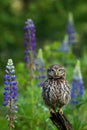 Owl in lupine. Little owl, Athene noctua, perched in blue-pod lupine flowers on forest meadow. Owl of Athena in natural habitat.