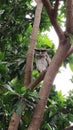 OWL IN MANGGO TREE IN A DAYLIGHT