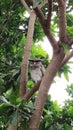 OWL IN MANGGO TREE IN A DAYLIGHT