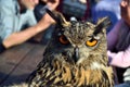 Owl in a Malmantile City Medieval festival Lastra a SIGNA Royalty Free Stock Photo