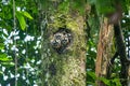 Owl Monkeys in the Peruvian Amazon Royalty Free Stock Photo