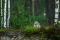 Owl in morning forest. Little owl, Athene noctua, perched in heath in birch forest. Wild owl of Athena masking in natural habitat