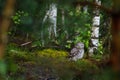 Owl in morning forest. Little owl, Athene noctua, perched in heath in birch forest. Wild owl of Athena masking in natural habitat