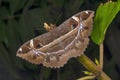 Owl Moth species at Amboli, Maharashtra Royalty Free Stock Photo