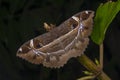 Owl Moth Species seen  in Amboli,Maharashtra,India Royalty Free Stock Photo
