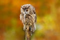 Owl with mouse in bill. Owl with open wings. Owl in orange autumn leaves forest. Long-eared Owl with orange oak leaves during autu