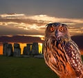 An owl and the mystery Stonehenge Royalty Free Stock Photo