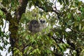 Owl nainital india