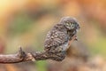 Owl in natural habitat. Little owl, Athene noctua, sitting on a stick