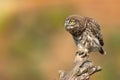 Owl in natural habitat. Little owl, Athene noctua, sitting on a stick