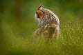 Owl in nature. Asio otus, Long-eared Owl sitting in green vegetation in the fallen larch forest during dark day. Wildlife scene Royalty Free Stock Photo