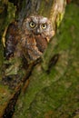 Owl nest in the tree. Common Scops Owl, Otus scops, little owl in the nature habitat, sitting on the green spruce tree branch, for Royalty Free Stock Photo