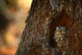 Owl in the nest tree hole. Little Owl, Athene noctua, in the forest in central Europe, portrait of small bird in the nature