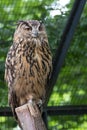 An owl with nice eyes in a zoo Royalty Free Stock Photo