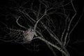 Owl In Night. Blakiston`s Fish Owl, Bubo Blakistoni, Largest Living Species Of Owl, Fish Owl, A Sub-group Of Eagle. Bird Hunting