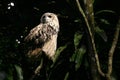 Owl - Night Safari, Singapore