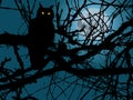 Owl In Night