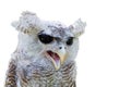 Owl with open beak isolated on white Royalty Free Stock Photo