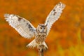 Owl in orange autumn leaves forest. Long-eared Owl with orange oak leaves during autumn. Bird in the nature habitat. Fall orange f