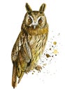 Owl and paint splashes on an isolated white background, watercolor drawing. Bird poster Royalty Free Stock Photo